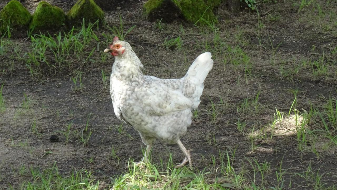 Kivu Beach Garden جيسايني المظهر الخارجي الصورة