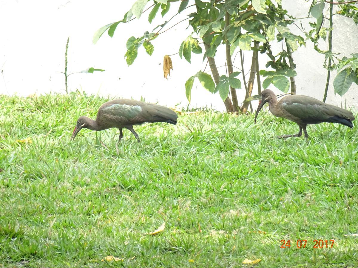 Kivu Beach Garden جيسايني المظهر الخارجي الصورة
